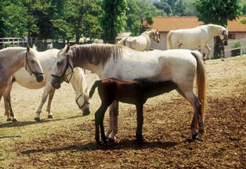 Vilenica - svet svetlobe in teme