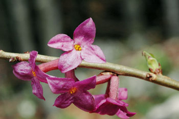 Kraško polje pri Malih Laščah