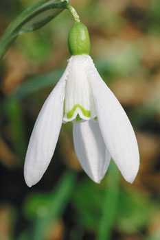 Kraško polje pri Malih Laščah