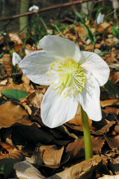 Kraško polje pri Malih Laščah