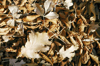 Prižnica Vipavske doline Sv. Marija nad Vitovljami