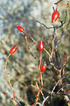 Prižnica Vipavske doline Sv. Marija nad Vitovljami