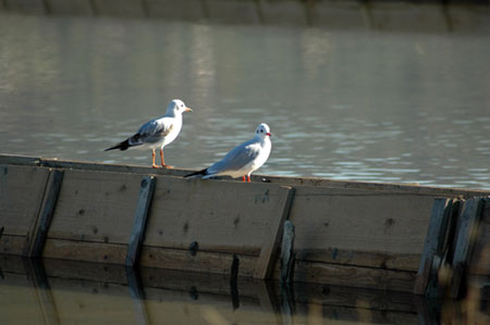 Ptice sečoveljskih solin