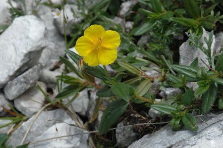 Rebrinčevolistna hladnikija