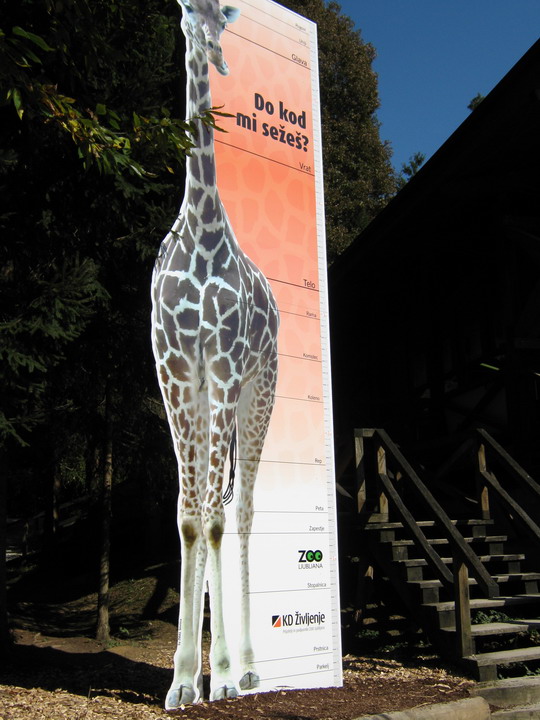 blogi 420 IMG 0020a Živalski vrt - trije žirafki