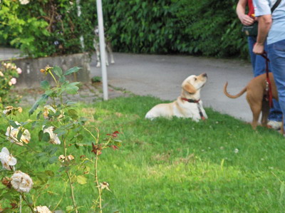 blogi 420 lina5 001 Marley - nenavaden labradorec