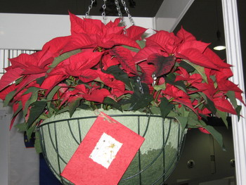 blogi 420 IMG 0238a Veseli december