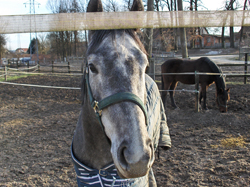 blogi 420 New Image2 Štefanovo