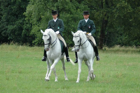 zanimivosti lipica lipicanec3 O lipicancu